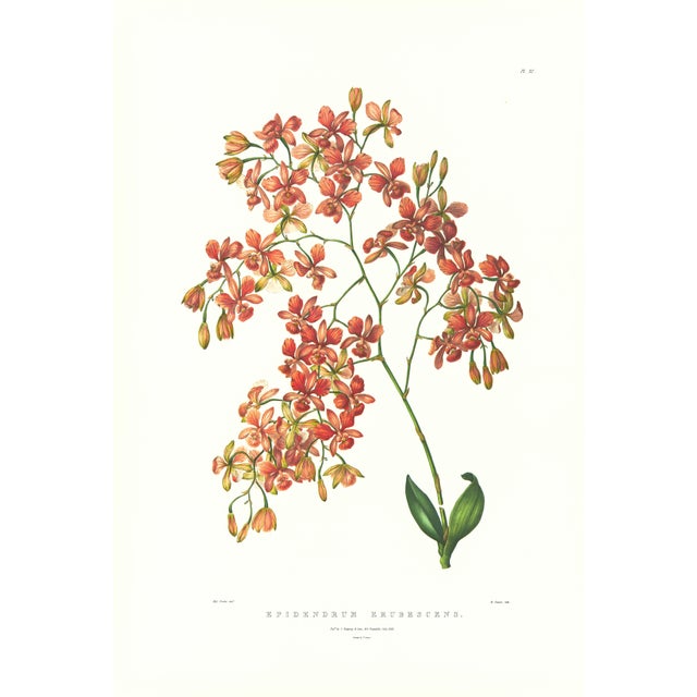 Large 1973 Orchid Flower Lithograph "Epidendrum Erubescens" (Blushing Epidendrum) After James Bateman For Sale