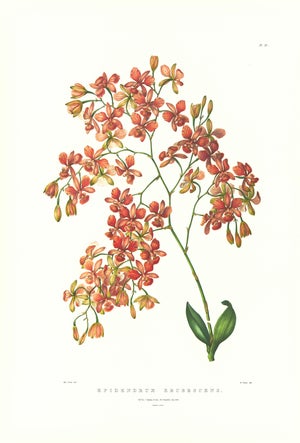 Large 1973 Orchid Flower Lithograph "Epidendrum Erubescens" (Blushing Epidendrum) After James Bateman