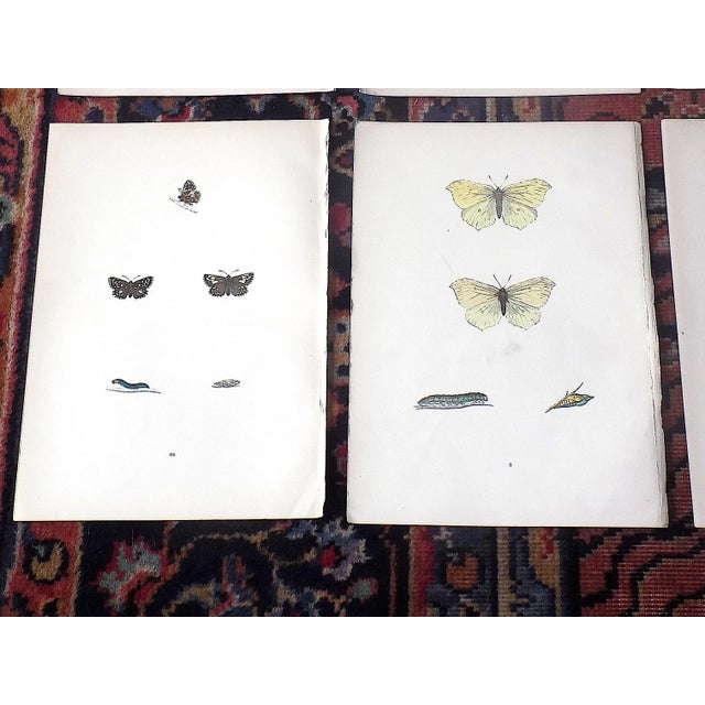 Printmaking Materials Authentic Antique 19th Century Hand Colored Butterfly Lithographs - Set of 13 For Sale - Image 7 of 9