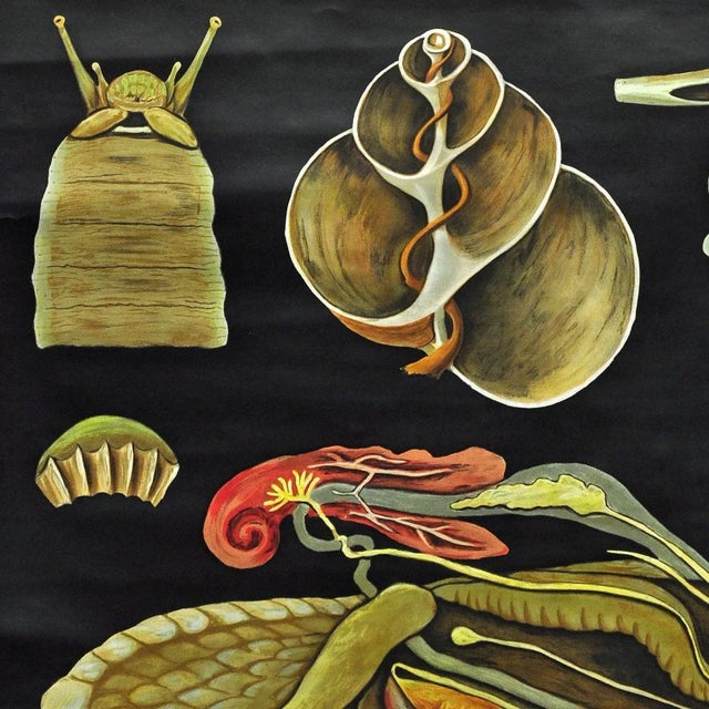 Vintage Apple Snail Escargot Poster Print Wall Chart by Jung Koch Quentell For Sale - Image 3 of 6