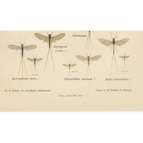 Cream Entomological Lithographs from Die Geradflügler, Germany, 1908, Set of 2 For Sale - Image 8 of 12