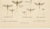 Cream Entomological Lithographs from Die Geradflügler, Germany, 1908, Set of 2 For Sale - Image 8 of 12