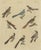 Bertuch, Eight Cuckoos from Around the World, 1805, Print For Sale - Image 12 of 12