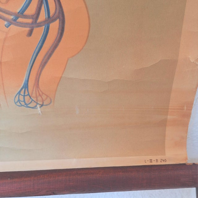 1940s Training Poster of Germ Development, 1940 For Sale - Image 5 of 7