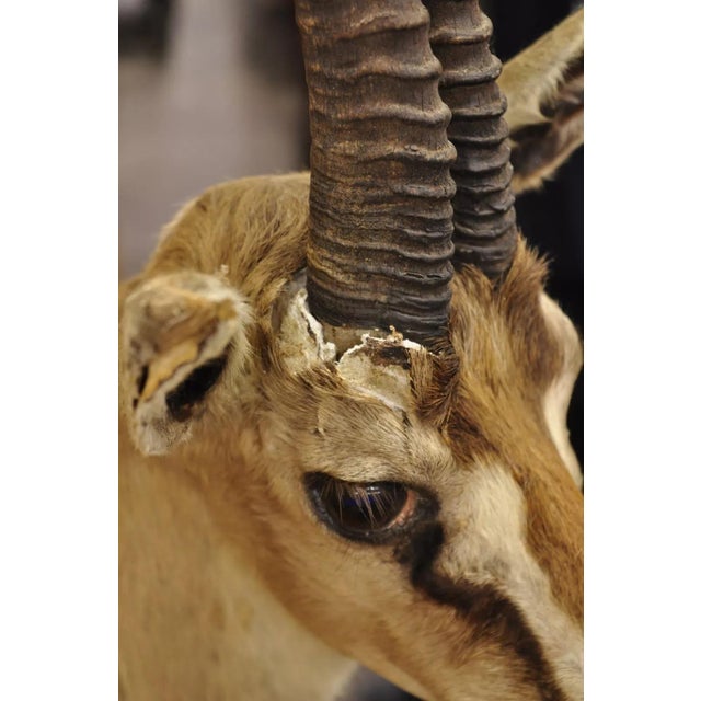 Brown Vintage African Antelope Grant's Gazelle Horn Shoulder Mount Wall Taxidermy For Sale - Image 8 of 12