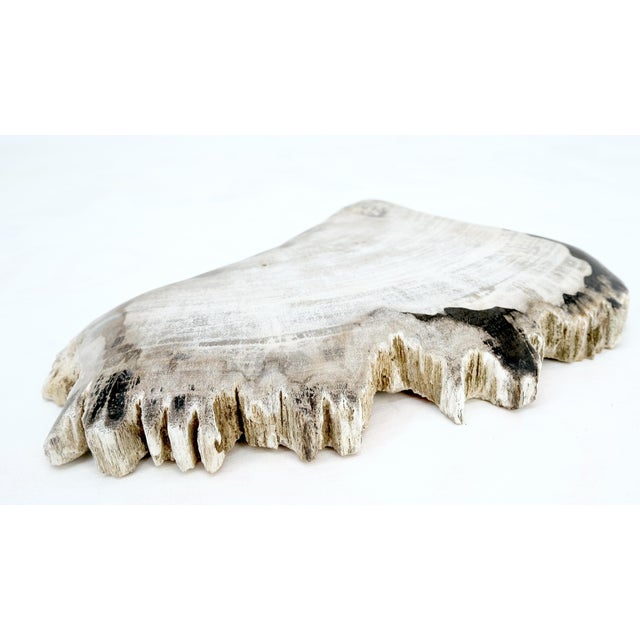 Mid-Century Modern Petrified Wood Antarctica Shape Solid Black & Tanl Bowl Dish Large Plate Ashtray For Sale - Image 3 of 13