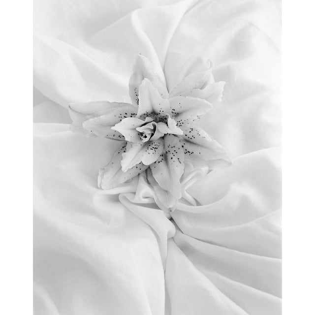 Lily 24' Lily was photographed using a large format 4x5 black and white film. from Limited edition of 20. Printed on...