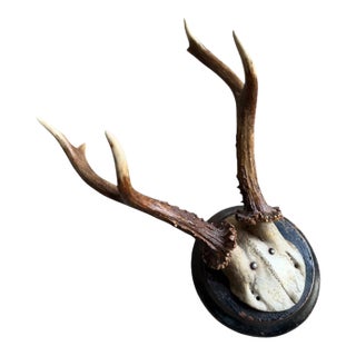 Roe Deer Trophy Rd1 Black Forest Antlers Mount For Sale