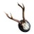Roe Deer Trophy Rd1 Black Forest Antlers Mount For Sale
