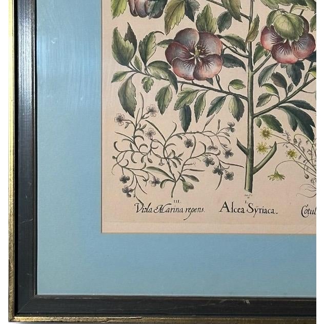 Off-white Vintage Framed Basilius Besler Botanical Lithograph Prints Hortus Eystettensis Pair For Sale - Image 8 of 18