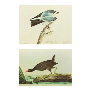 1966 Vintage Cottage Print "Mississippi Kite and Common Gallinule" After John James Audubon