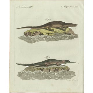 Bertuch, American Crocodile and Gharial, 1802, Engraving For Sale