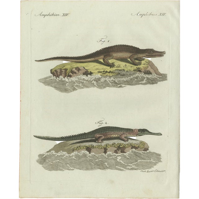 Bertuch, American Crocodile and Gharial, 1802, Engraving For Sale
