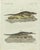 Bertuch, American Crocodile and Gharial, 1802, Engraving For Sale