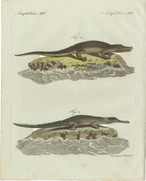 Bertuch, American Crocodile and Gharial, 1802, Engraving