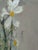 Beige Original Oil on Canvas Floral Art by Michelle Collins For Sale - Image 8 of 10
