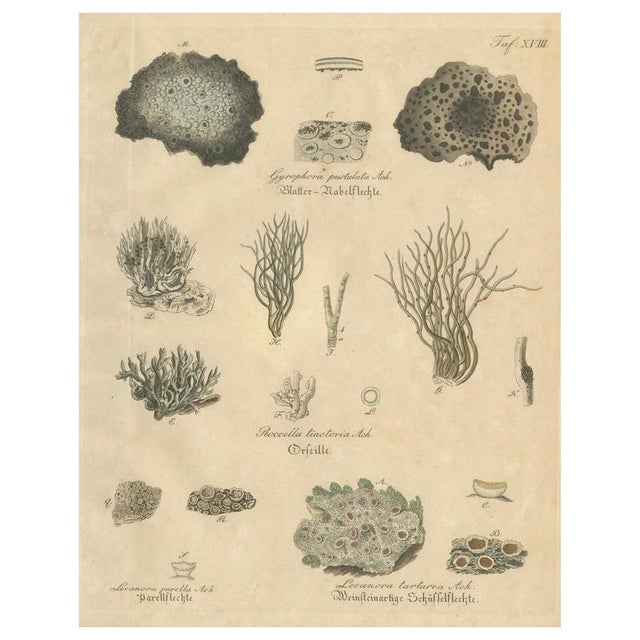 Dye and Chemical Species, 1800s, Paper For Sale - Image 10 of 10