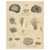 Dye and Chemical Species, 1800s, Paper For Sale - Image 10 of 10
