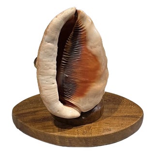Vintage Conch Shell Lamp, 1950s For Sale