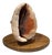 Vintage Conch Shell Lamp, 1950s For Sale