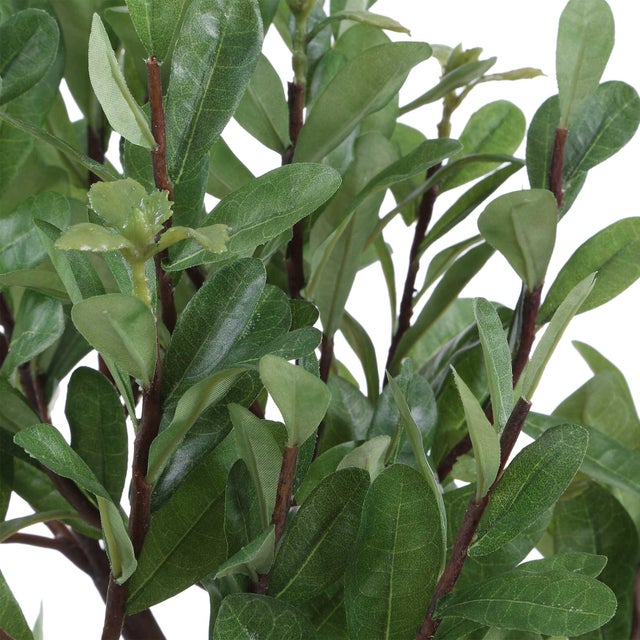 Arbor Strawberry Tree For Sale In Chicago - Image 6 of 6