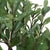 Arbor Strawberry Tree For Sale In Chicago - Image 6 of 6