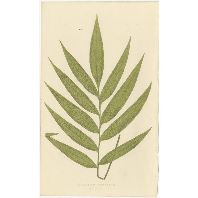 E.J. Lowe, Botanical Fern, 1856, Lithograph, Set of 6 For Sale - Image 6 of 9