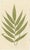 E.J. Lowe, Botanical Fern, 1856, Lithograph, Set of 6 For Sale - Image 6 of 9