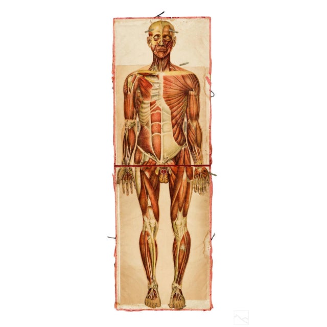 Pair of Rare Life-Sized Pilz Anatomical Flap Manikins, Germany, c. 1890 For Sale - Image 13 of 18