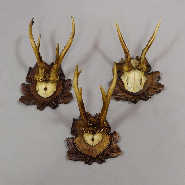 Rustic European Antique Set of Black Forest Roe Deer Trophies, Germany Ca. 1890s/1900s For Sale - Image 3 of 10