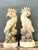 Vintage Onyx and Alabaster Cockatoos - A Pair For Sale - Image 12 of 12