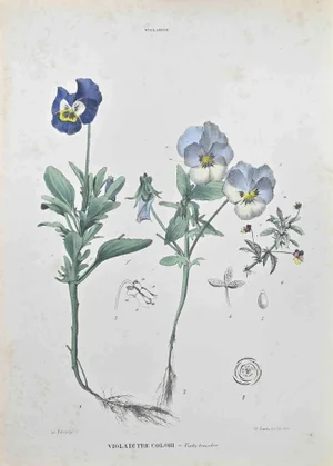 Vincenzo Tenore, Three,Color Violet, Lithograph, 1870s