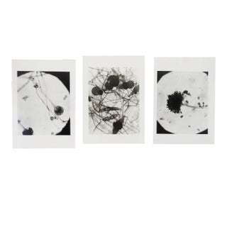 Vintage 1945 Microscopic Photographs - Set of 3 For Sale