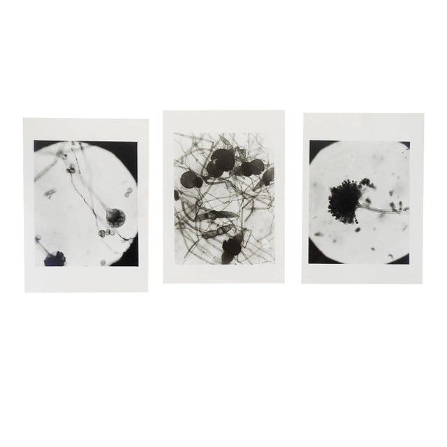 Vintage 1945 Microscopic Photographs - Set of 3 For Sale