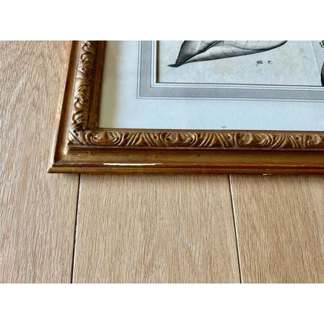 2000 - 2009 Dennis & Leen Botanical Print With Gilded Frame – DL-Art 35 For Sale - Image 5 of 10