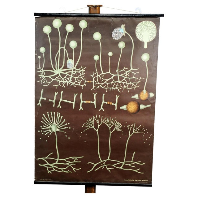 Mildew Mold Head Brush Decorative Art Print Wall Chart by Jung Koch Quentell For Sale - Image 6 of 6