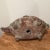 Early 20th Century Vintage Mesoamerican Armadillo Terra Cotta Pottery Vessel Garden Sculpture For Sale - Image 5 of 12