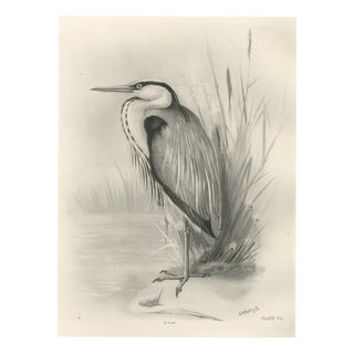After Lilian Medland, Grey Heron, 1909, Print For Sale