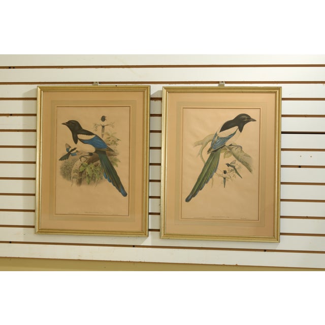 Pair J. Gould Vintage Framed Colored Bird Prints Chairish