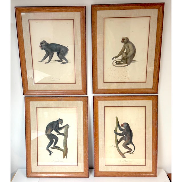 Four Early 19th Century Hand-Colored French Primate Engravings by Jean-Baptiste Audebert An exceptional set of four...