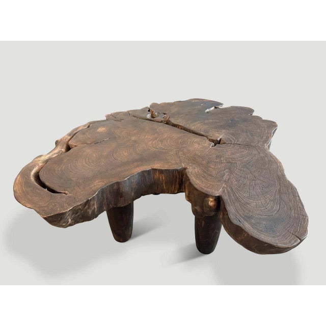 "A century old single teak slab shaped like a butterfly is turned into a one of a kind coffee table. We added thick cone...