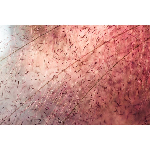 Paper 'In the Pink' Set of Botanical Photographs, Series of Four 45 X 30" Fine Art Photography Prints For Sale - Image 7 of 15