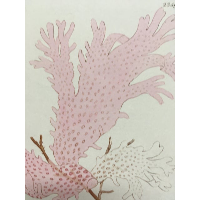 C-1833 History of British Seaweeds - Pink Weed Lithograph by English Botanist William Harvey For Sale - Image 4 of 6