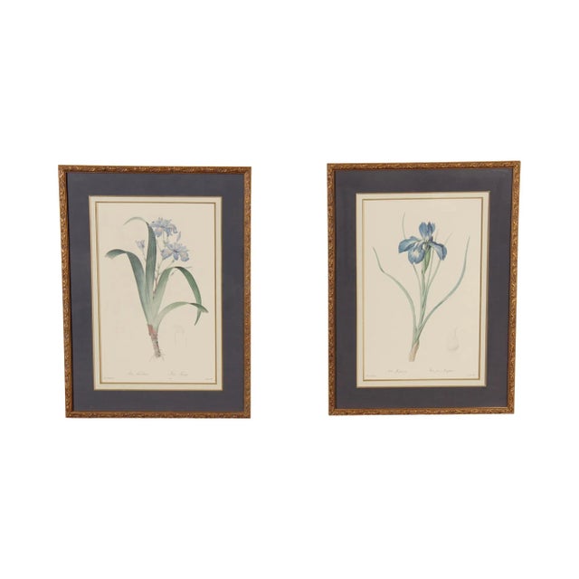 Vintage Iris Botanical Prints After Pierre-Joseph RedoutT - A Pair For Sale - Image 13 of 13
