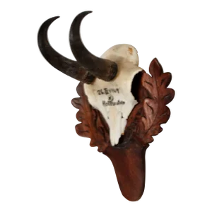 Black Forest Chamois Antler Trophy Mount