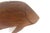 Vintage Hand Carved Wood Fish Wall Decor For Sale - Image 6 of 12