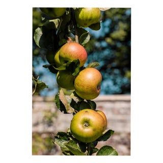 Guy Sargent, Apples, Archival Pigment Print For Sale