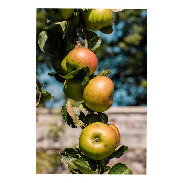 Guy Sargent, Apples, Archival Pigment Print For Sale