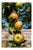 Guy Sargent, Apples, Archival Pigment Print For Sale
