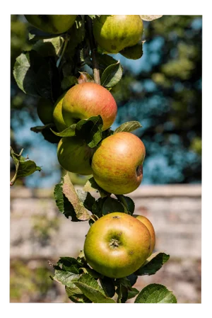 Guy Sargent, Apples, Archival Pigment Print